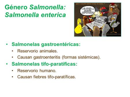 Género Salmonella: Salmonella enterica