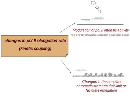Changes in pol II elongation rate (kinetic coupling) Changes in the template chromatin structure that limit or facilitate elongation Modulation of pol.