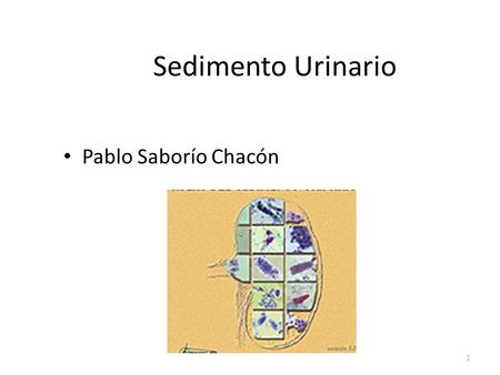 Sedimento Urinario Pablo Saborío Chacón.