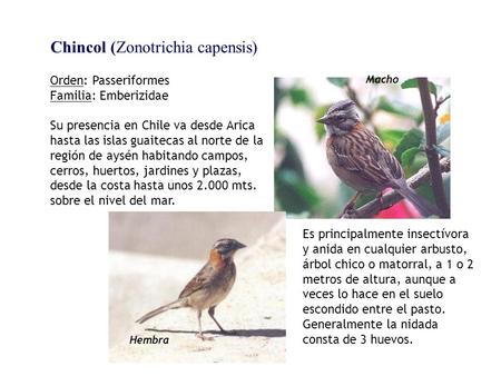 Chincol (Zonotrichia capensis)