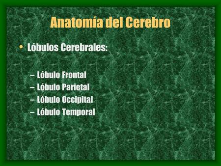 Anatomía del Cerebro Lóbulos Cerebrales: Lóbulo Frontal