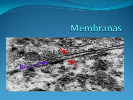 Membranas El termino membrana celular no se utiliza actualmente, en su lugar se utiliza membrana plasmática, porque rodea al citoplasma. Dicha membrana.