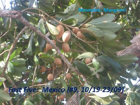 Fast Five: Mexico (#9, 10/19-23/09) Mmmmm. Mangoes!