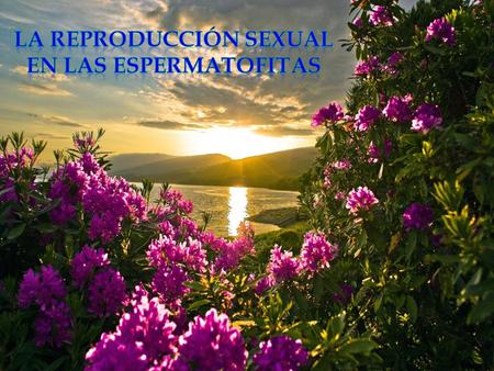 La reproducción sexual en las espermatofitas