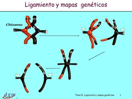 Ligamiento y mapas genéticos