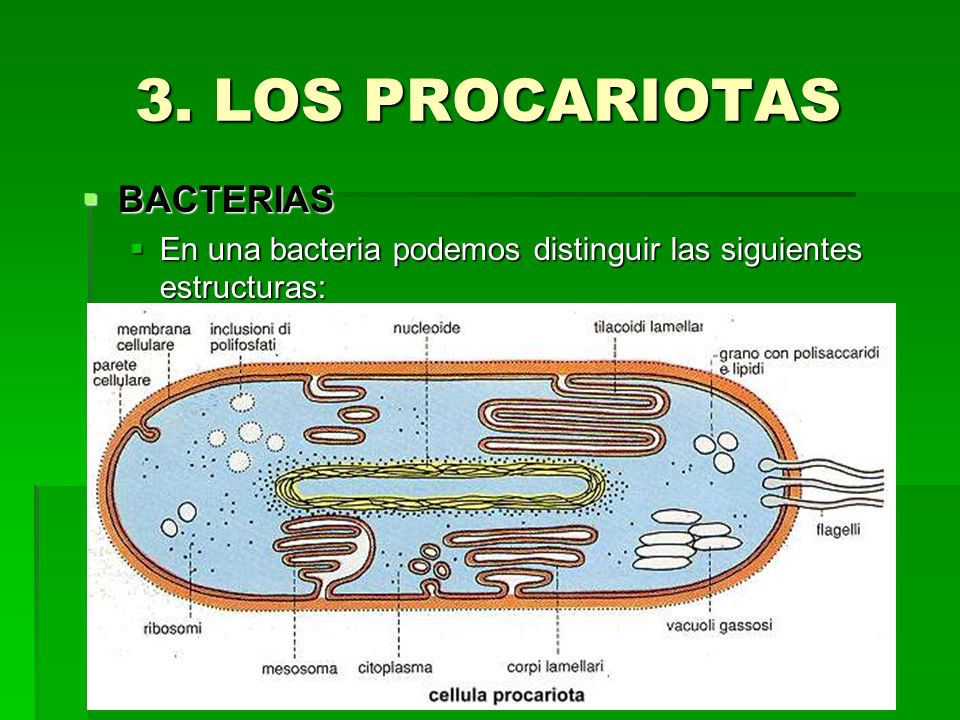 Resultado de imagen de Los procariotas