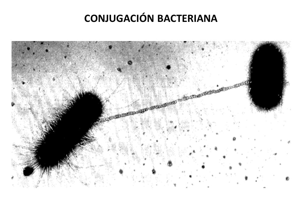 Bacterias microbiologia