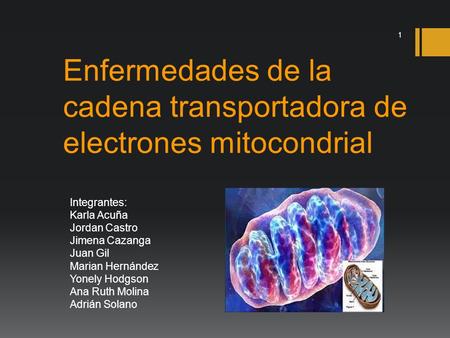 Enfermedades de la cadena transportadora de electrones mitocondrial