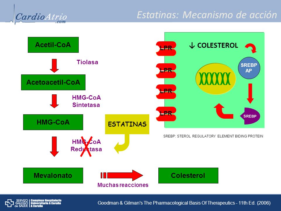 ESTATINAS Mecanismo de acción, farmacocinética ESTATINAS Mecanismo de acción, farmacocinética