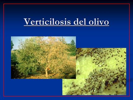 Verticilosis del olivo. Descripciòn basica Descrita por primera vez en Italia en el 1945 y despues en Espana en el 1975. Descrita por primera vez en Italia.
