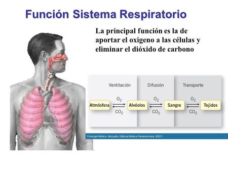 Función Sistema Respiratorio
