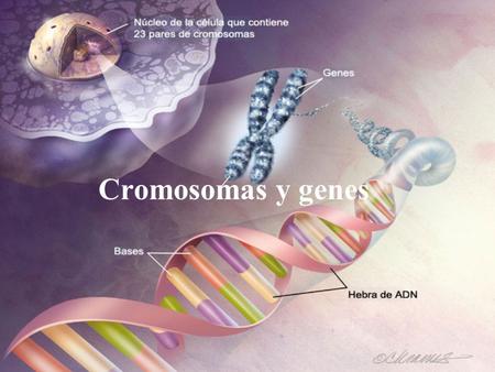 Cromosomas y genes.