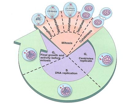 INTERFASE La célula se observa con un núcleo esférico lleno de cromatina y dentro de él uno o varios nucleolos. La mayoría de las células pasa la.