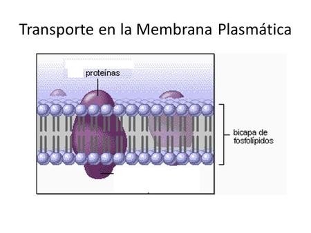 Transporte en la Membrana Plasmática