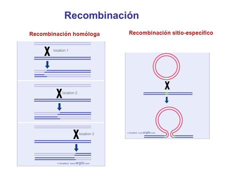 Recombinación Recombinación homóloga Recombinación sitio-específico.