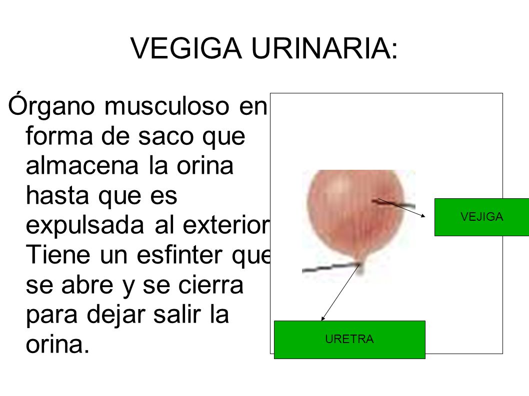 Funcion de nutricion. - ppt video online descargar Funcion de nutricion. - ppt video online descargar