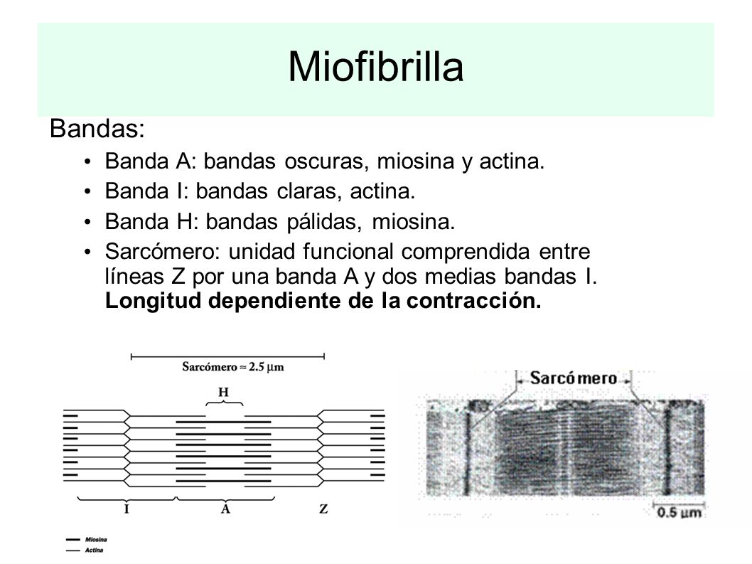 Bandas de medias forex