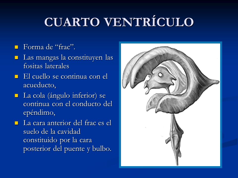 cuarto ventriculo iv ventr 205 culo meninges l 205 quido cefalorraqu 205 deo ppt video cuarto ventriculo iv ventr 205 culo meninges l 205 quido cefalorraqu 205 deo ppt video