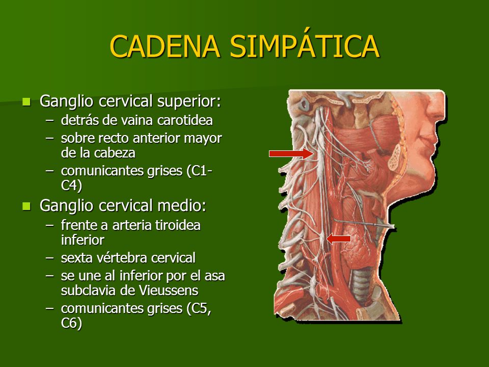 cadena ganglionar simpatica cervical sistema nervioso aut 211 nomo ppt video online descargar cadena ganglionar simpatica cervical sistema nervioso aut 211 nomo ppt video online descargar