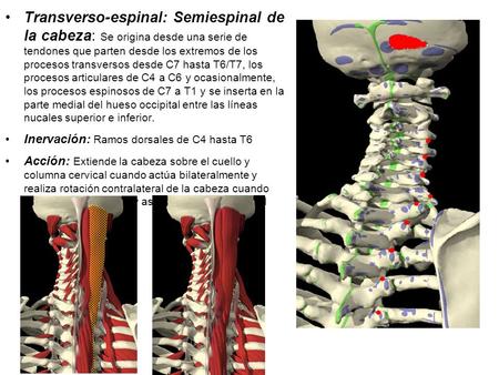 Transverso-espinal: Semiespinal de la cabeza: Se origina desde una serie de tendones que parten desde los extremos de los procesos transversos desde C7.