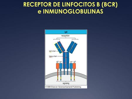 RECEPTOR DE LINFOCITOS B (BCR) e INMUNOGLOBULINAS