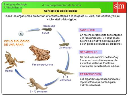 4. La perpetuación de la vida Concepto de ciclo biológico