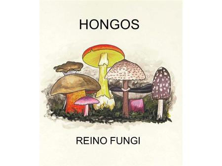 HONGOS REINO FUNGI.