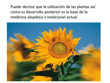 Puede decirse que la utilización de las plantas así como su desarrollo posterior es la base de la medicina alopática o tradicional actual.