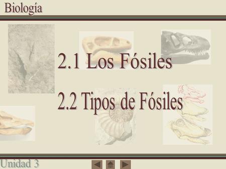 2.1 Los Fósiles 2.2 Tipos de Fósiles.