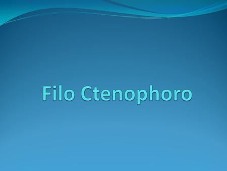 Filo Ctenophoro.