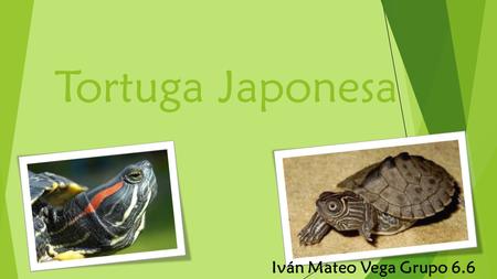 Tortuga Japonesa Iván Mateo Vega Grupo 6.6.
