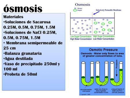 ósmosis Materiales Soluciones de Sacarosa 0.25M, 0.5M, 0.75M, 1.5M