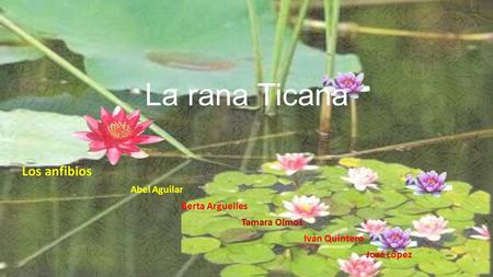 La rana Ticana Los anfibios Abel Aguilar Berta Arguelles Tamara Olmos Iván Quintero José López.