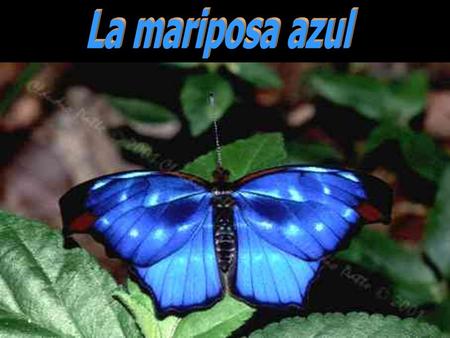 La mariposa azul.