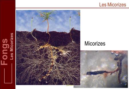 Fongs Micorizes Les Micorizes Les Micorizes (Smith and Read, 1997)