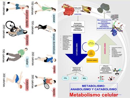 Metabolismo celular.