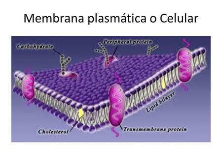 Membrana plasmática o Celular