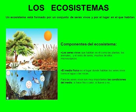 LOS ECOSISTEMAS Componentes del ecosistema: