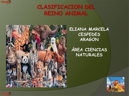 CLASIFICACION DEL REINO ANIMAL