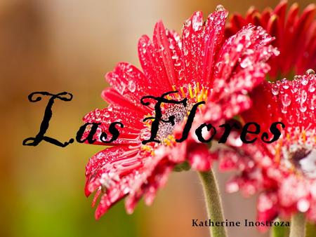 Las Flores Katherine Inostroza.