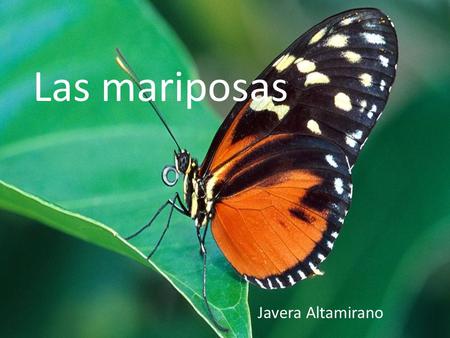 Las mariposas Javera Altamirano.