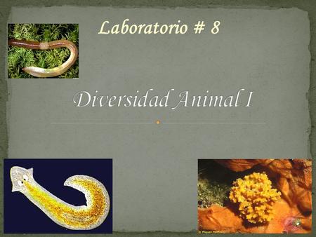 Laboratorio # 8 Diversidad Animal I.