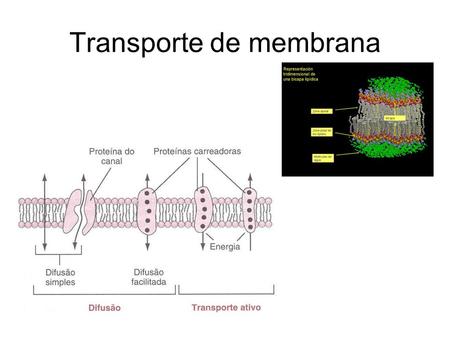 Transporte de membrana