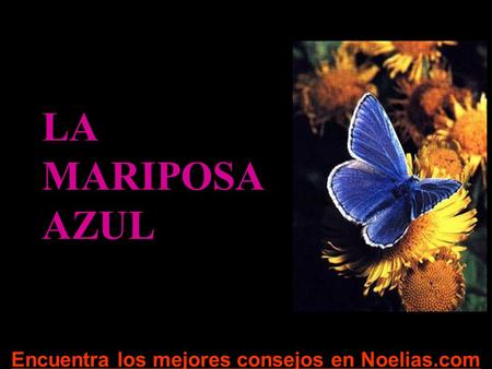 Encuentra los mejores consejos en Noelias.com LA MARIPOSA AZUL.