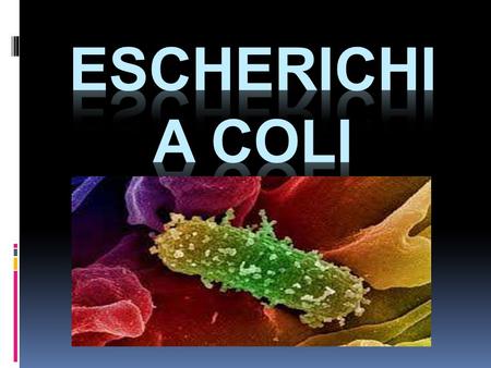 Escherichia coli.