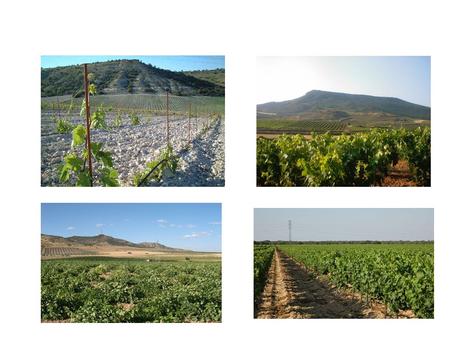 Principales zonas de cultivo del olivar Principales zonas de cultivo de frutales.