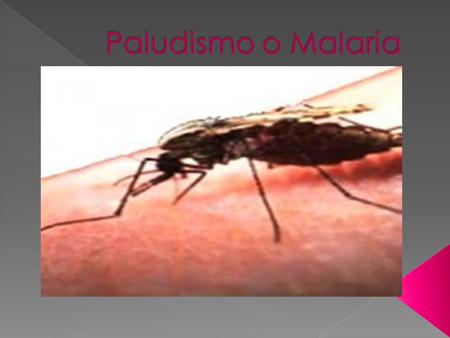 Paludismo o Malaria.
