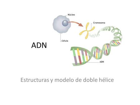 Estructuras y modelo de doble hélice