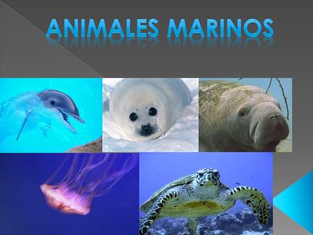 ANIMALES MARINOS.
