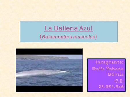 La Ballena Azul (Balaenoptera musculus)
